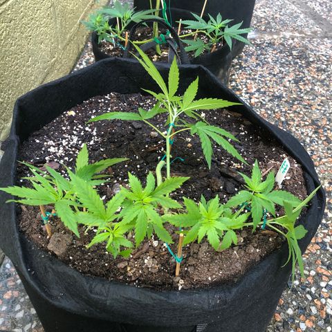 White Widow growlog timeline photo