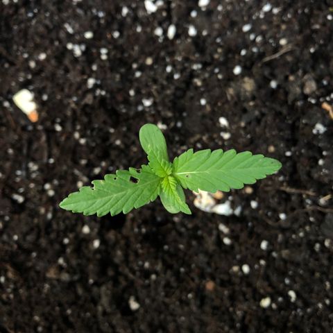 Gorilla Glue growlog timeline photo