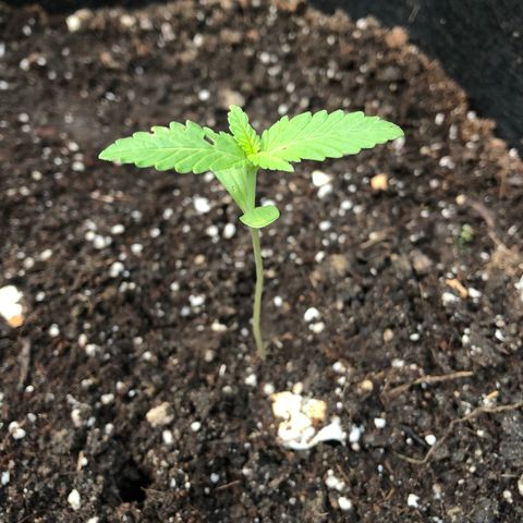 Gorilla Glue growlog timeline photo