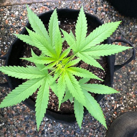 Royal Haze Ahmed growlog timeline photo