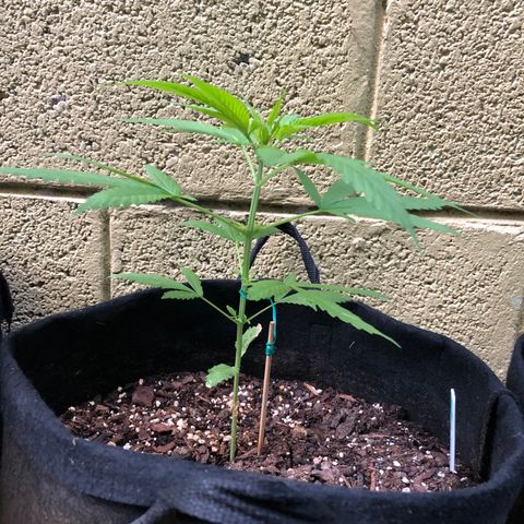 Royal Haze Ahmed growlog timeline photo