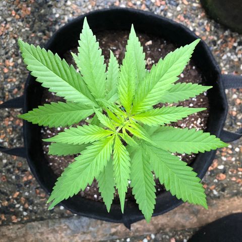 Royal Haze Mario growlog timeline photo