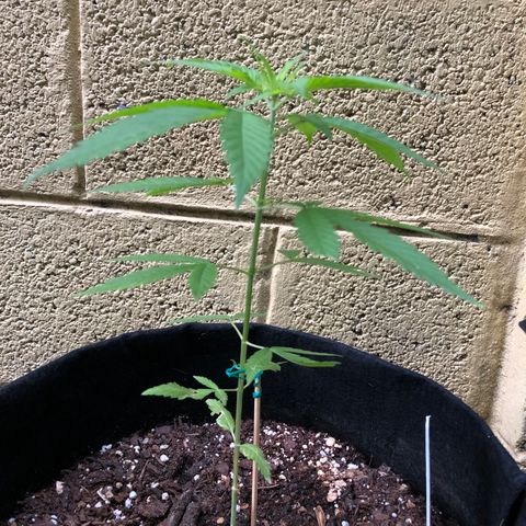 Royal Haze Mario growlog timeline photo