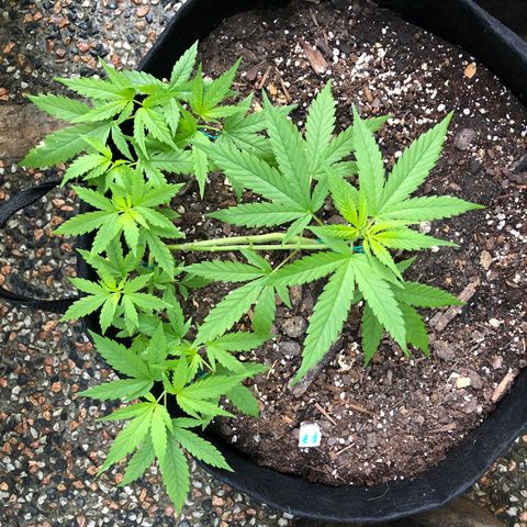 White Widow growlog timeline photo