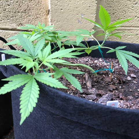 White Widow growlog timeline photo