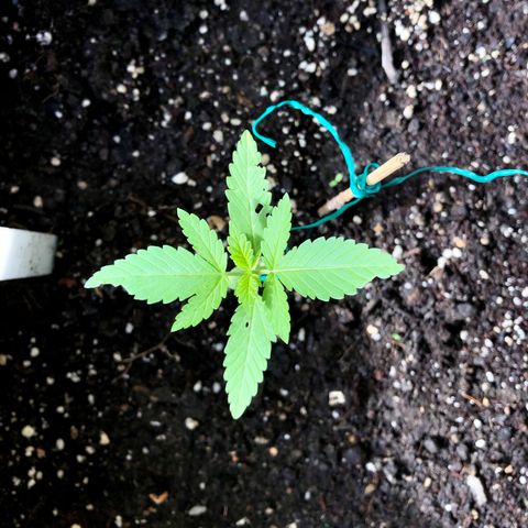 Gorilla Glue growlog timeline photo