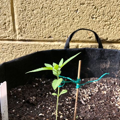 Gorilla Glue growlog timeline photo