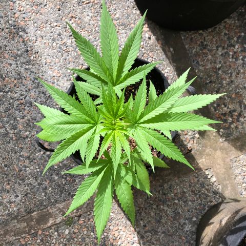 Royal Haze Ahmed growlog timeline photo