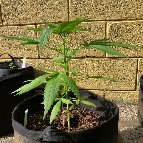 Royal Haze Ahmed growlog timeline photo