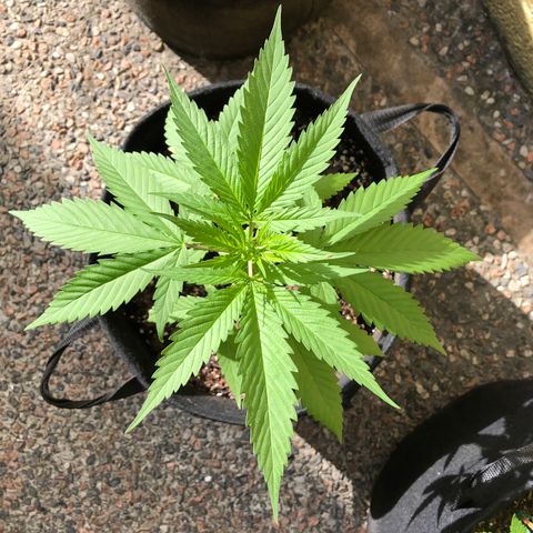 Royal Haze Mario growlog timeline photo