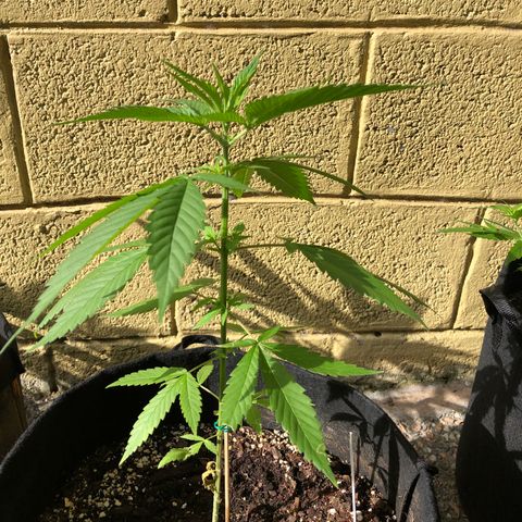 Royal Haze Mario growlog timeline photo