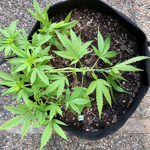 White Widow growlog timeline photo