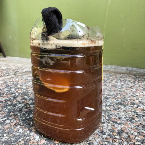 Gorilla Glue growlog photo: Banana Skin Tea