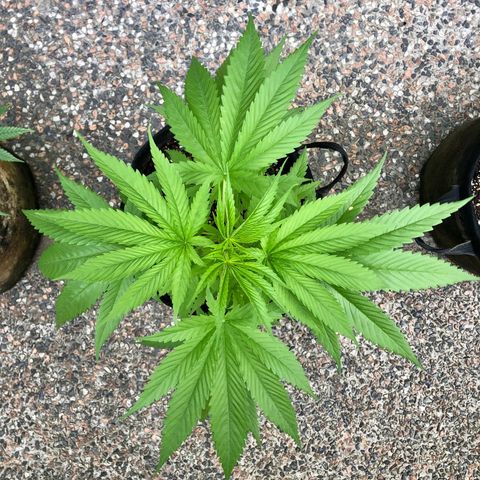 Royal Haze Ahmed growlog timeline photo