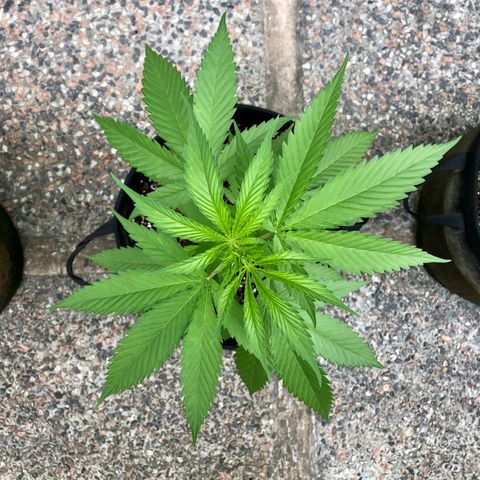 Royal Haze Mario growlog timeline photo