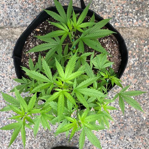White Widow growlog timeline photo