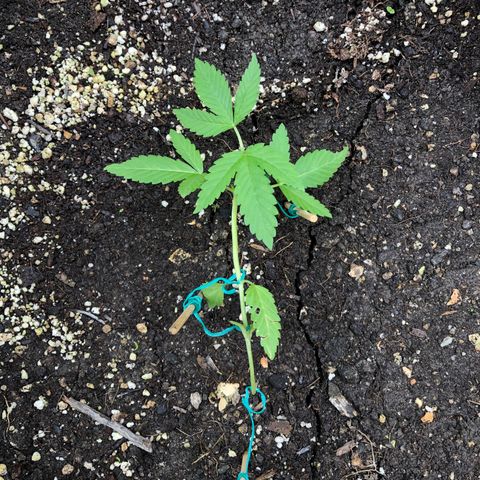 Gorilla Glue growlog timeline photo