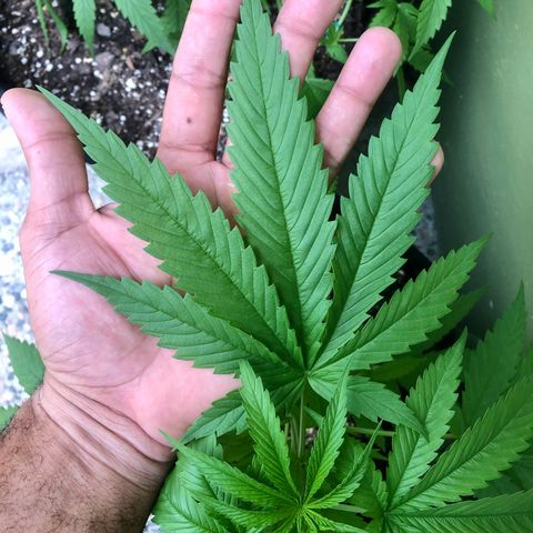 Royal Haze Ahmed growlog timeline photo