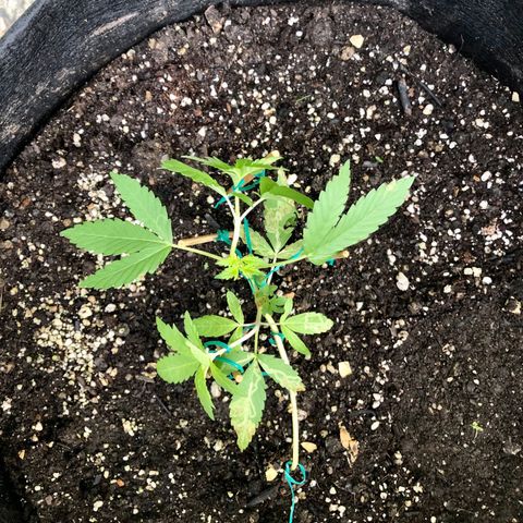 Gorilla Glue growlog timeline photo