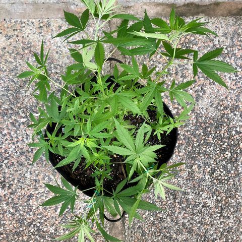 White Widow growlog timeline photo