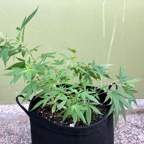 White Widow growlog timeline photo