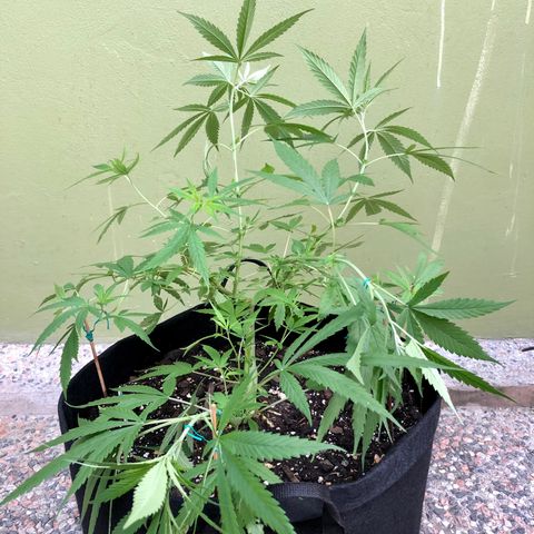 White Widow growlog timeline photo