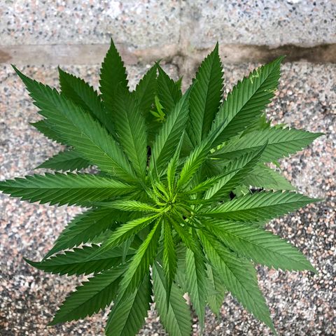 Royal Haze Mario growlog timeline photo