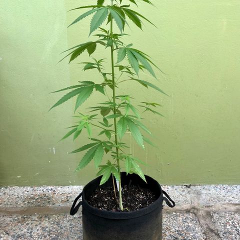 Royal Haze Mario growlog timeline photo