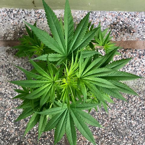 Royal Haze Ahmed growlog timeline photo