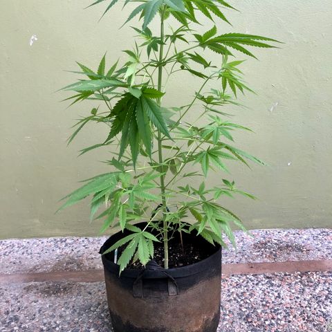 Royal Haze Ahmed growlog timeline photo