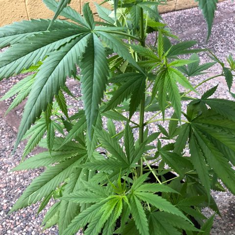 Royal Haze Ahmed growlog timeline photo