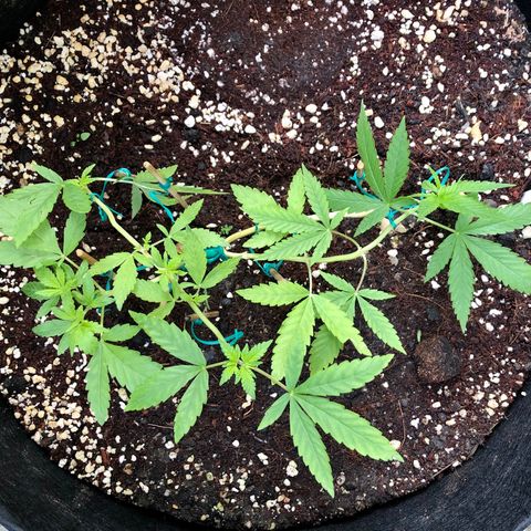 Gorilla Glue growlog timeline photo