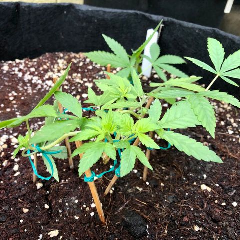 Gorilla Glue growlog timeline photo