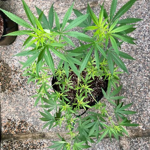 White Widow growlog timeline photo