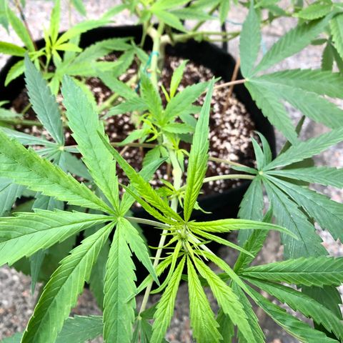 White Widow growlog timeline photo