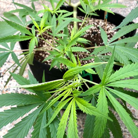 White Widow growlog timeline photo