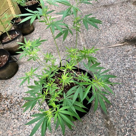 White Widow growlog timeline photo