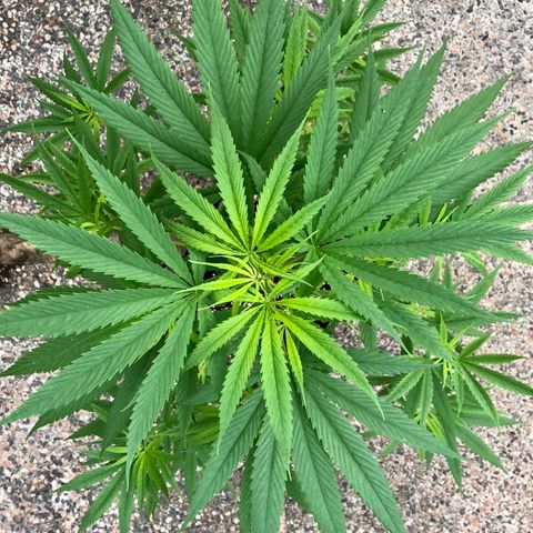 Royal Haze Ahmed growlog timeline photo
