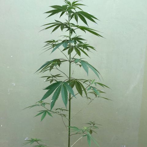 Royal Haze Ahmed growlog timeline photo