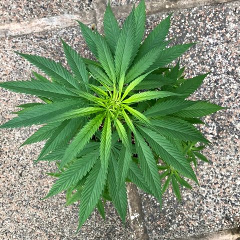 Royal Haze Mario growlog timeline photo