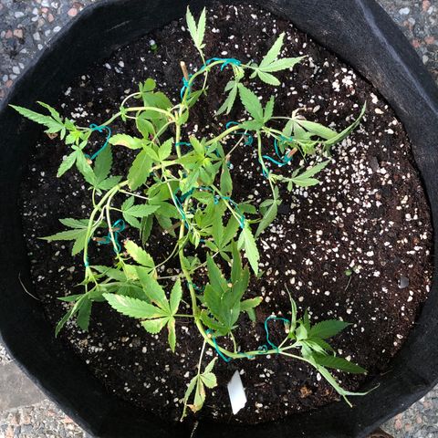 Gorilla Glue growlog timeline photo