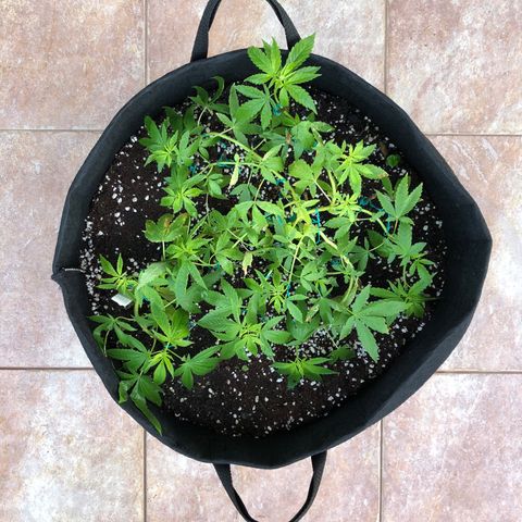Gorilla Glue growlog timeline photo