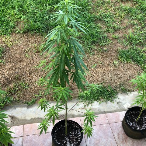 Royal Haze Mario growlog timeline photo