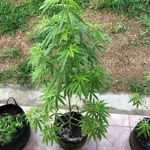Royal Haze Ahmed growlog timeline photo