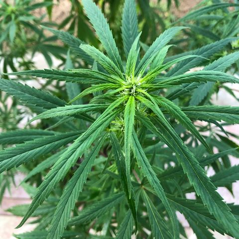 White Widow growlog timeline photo