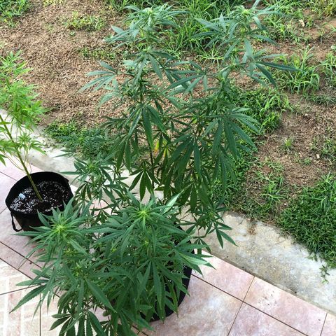 White Widow growlog timeline photo