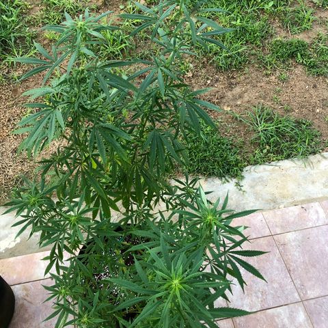 White Widow growlog timeline photo