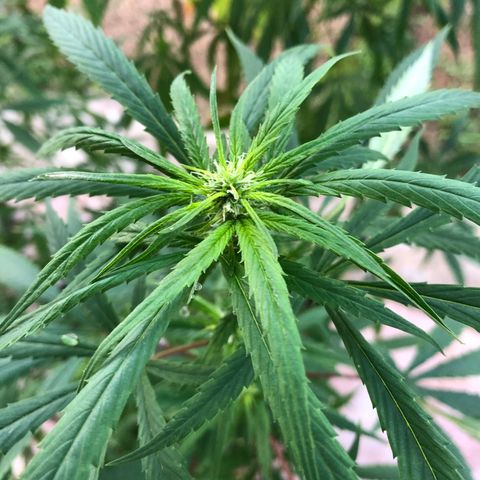 White Widow growlog timeline photo