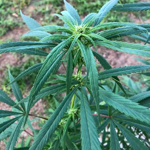White Widow growlog timeline photo
