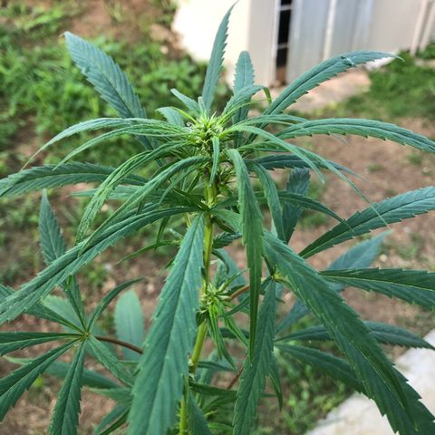 White Widow growlog timeline photo
